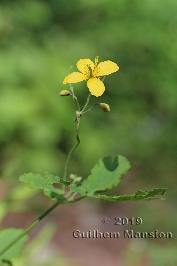 Chelidonium majus vers Merishausen (Suisse, Schaffhouse)