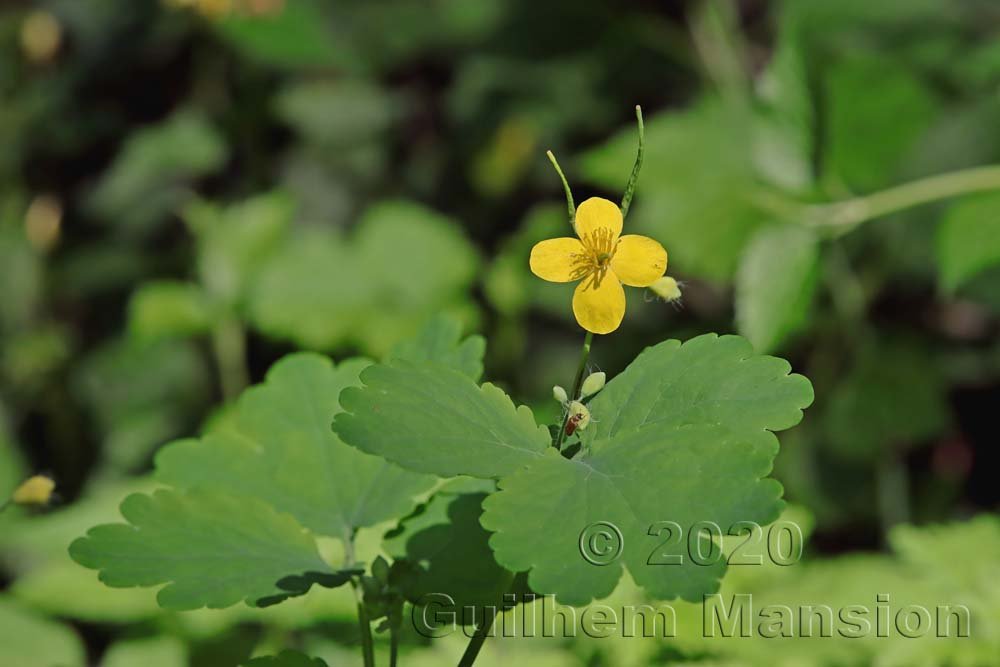 Chelidonium majus vers Otelfingen (Suisse, Zurich)