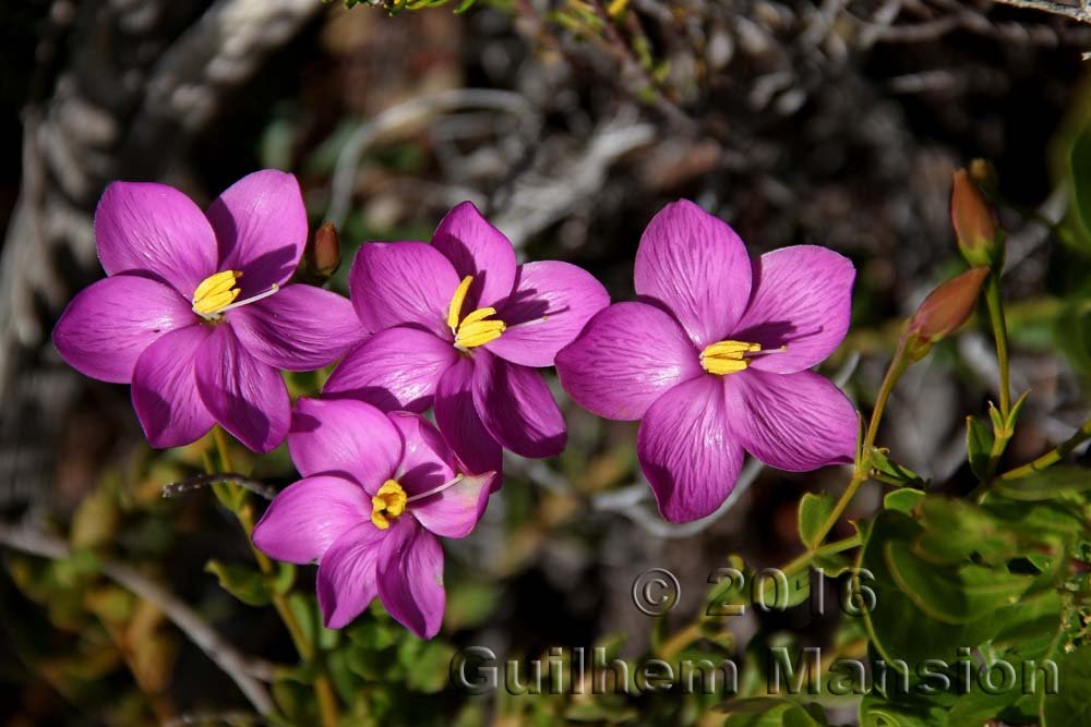 Chironia tetragona dans le Agulhas National Park (Afrique du Sud)