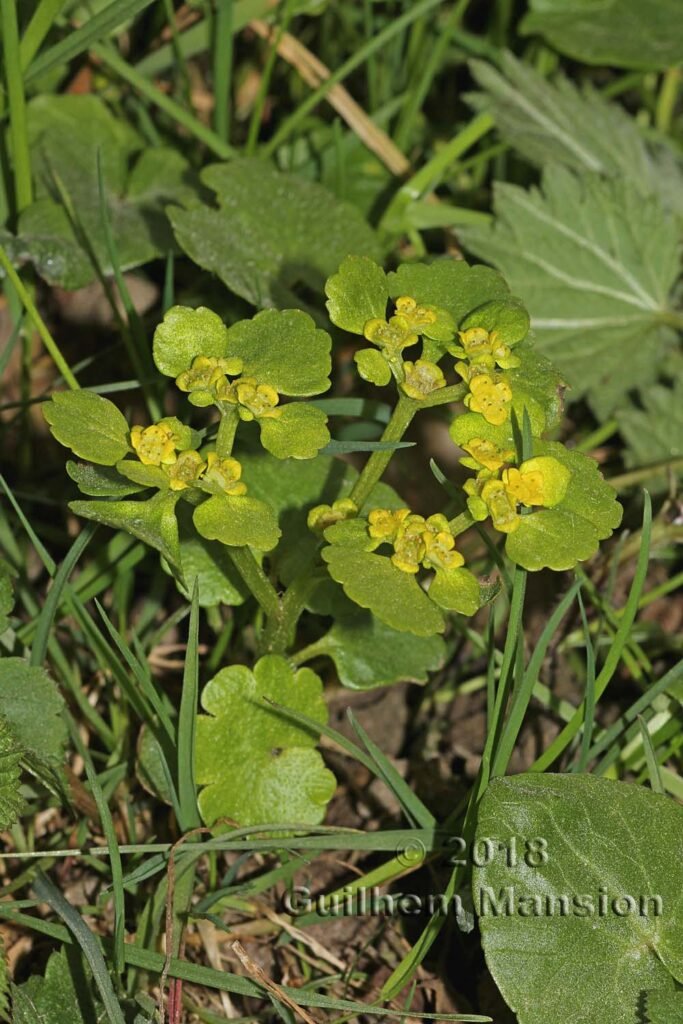 Chrysosplenium alternifolium sur les Laegern (Suisse, Zurich)
