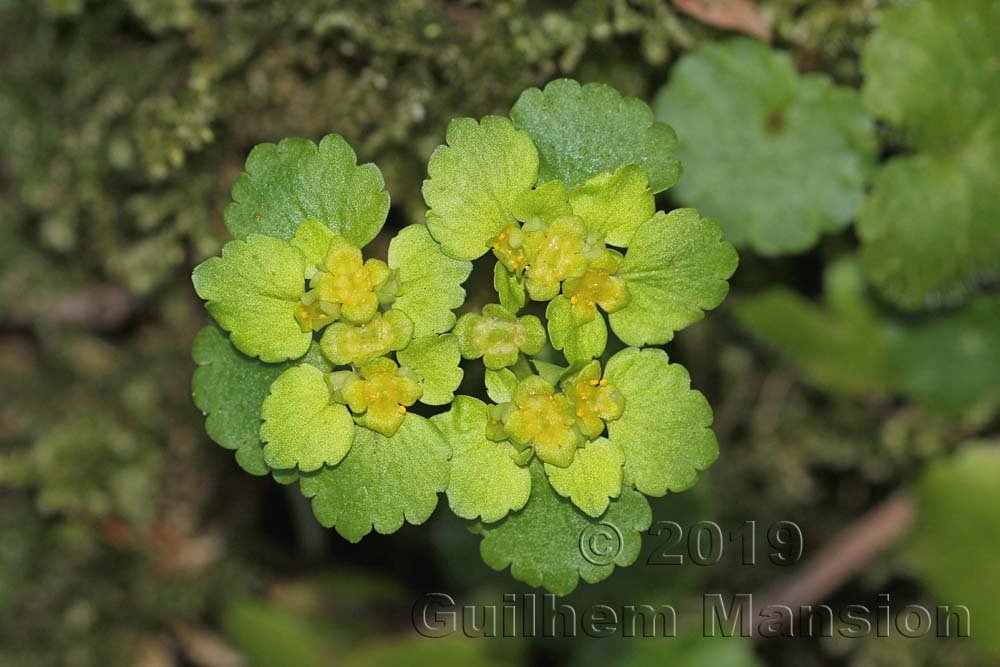 Chrysosplenium alternifolium vers Herznach (Suisse, Argovie)