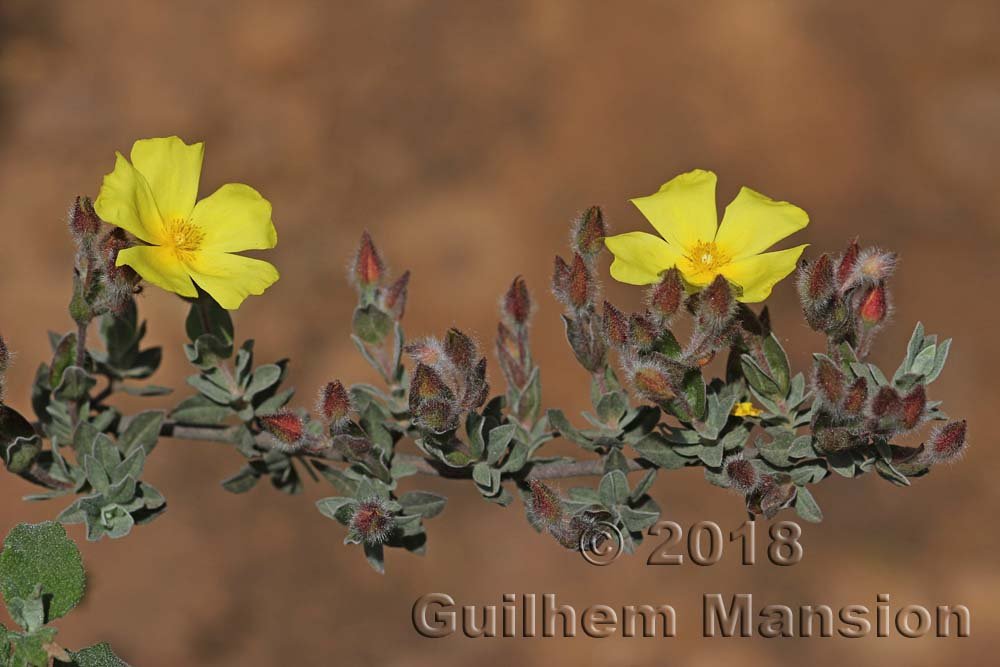 Cistus atripifolius à Cadix (Espagne, Andalousie)