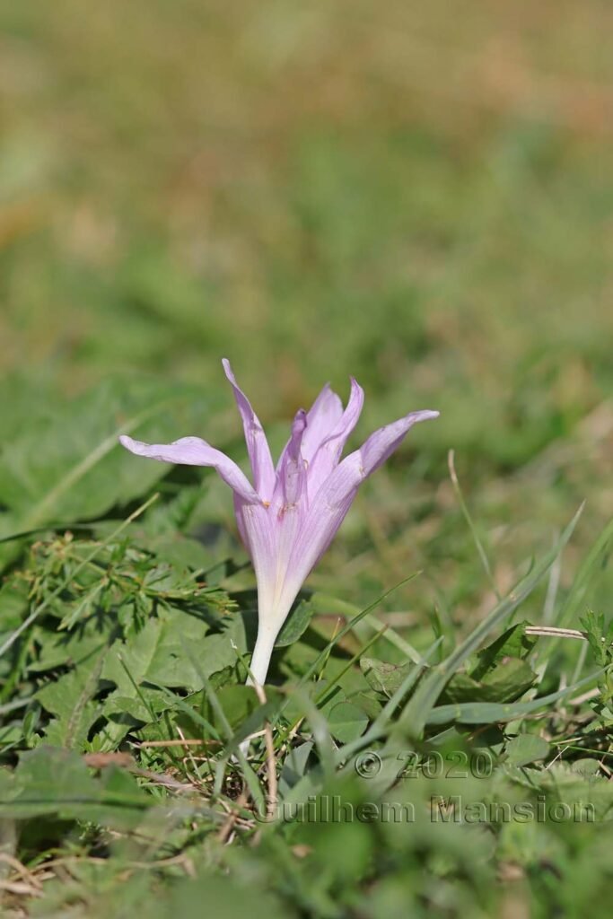Colchicum alpinum vers Zermatt (Suisse, Valais)