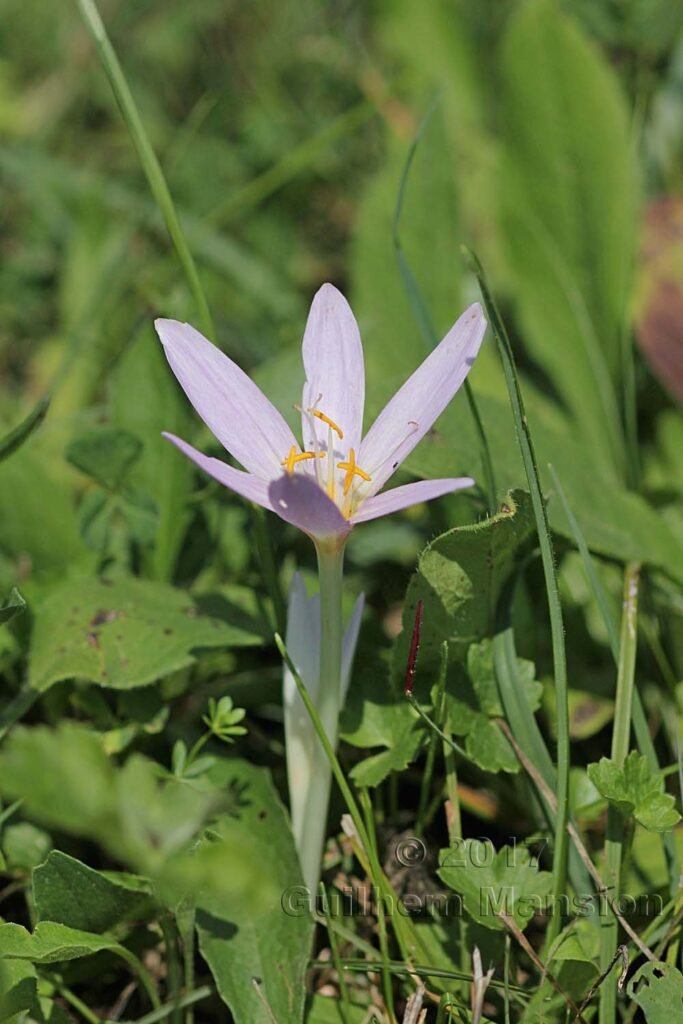 Colchicum autumnale vers Boezen (Suisse, Argovie)