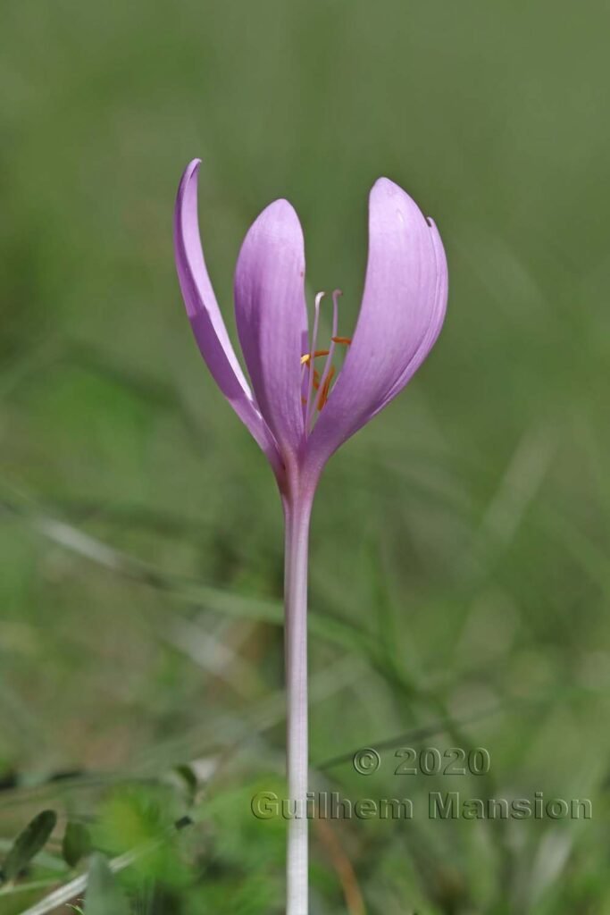 Colchicum autumnale vers Herznach (Suisse, Argovie)