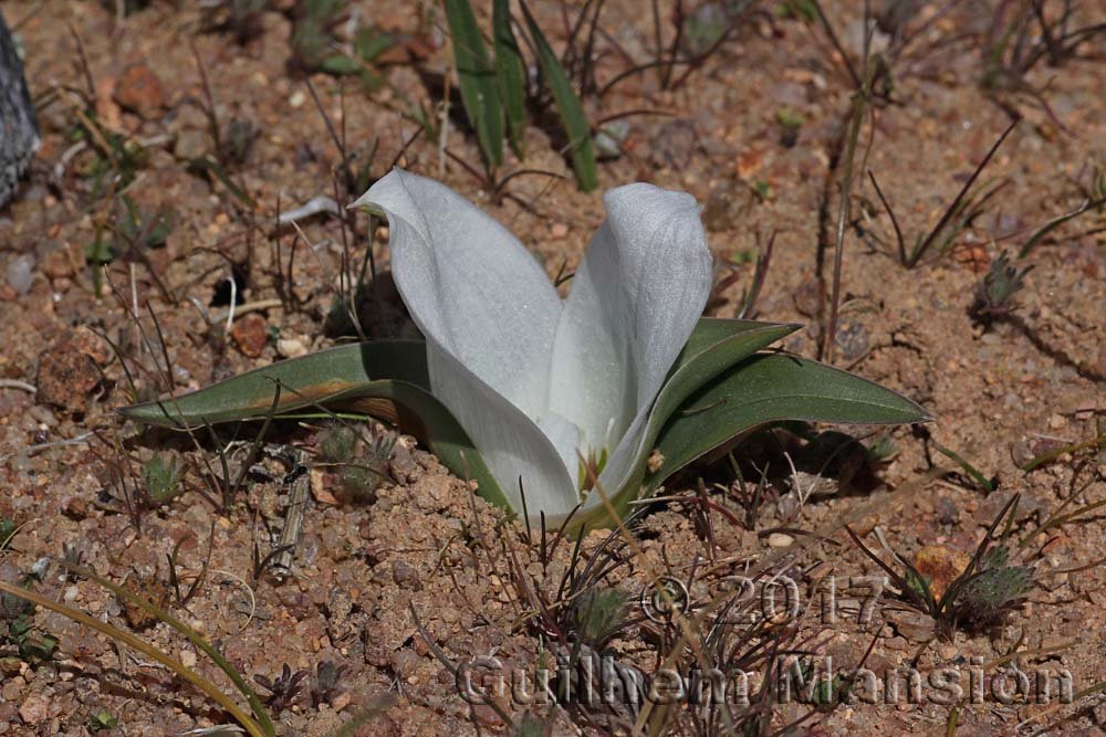 Colchique du Cap (Colchicum capense subsp. ciliolatum) dans le Namaqualand (Afrique du Sud)