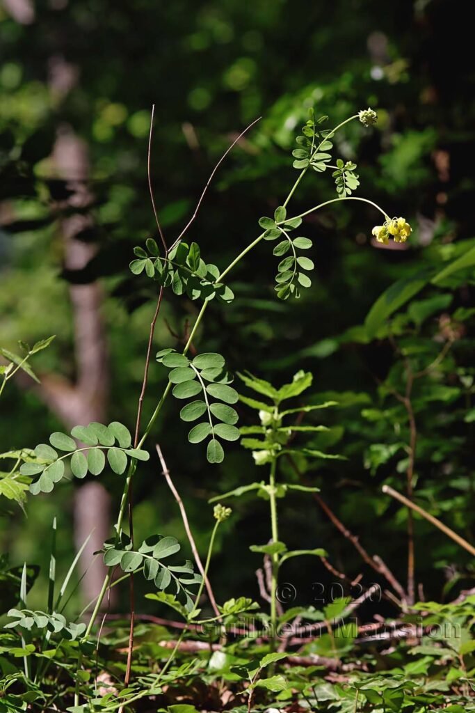 Coronilla coronata vers Oberembrach (Suisse, Zurich)