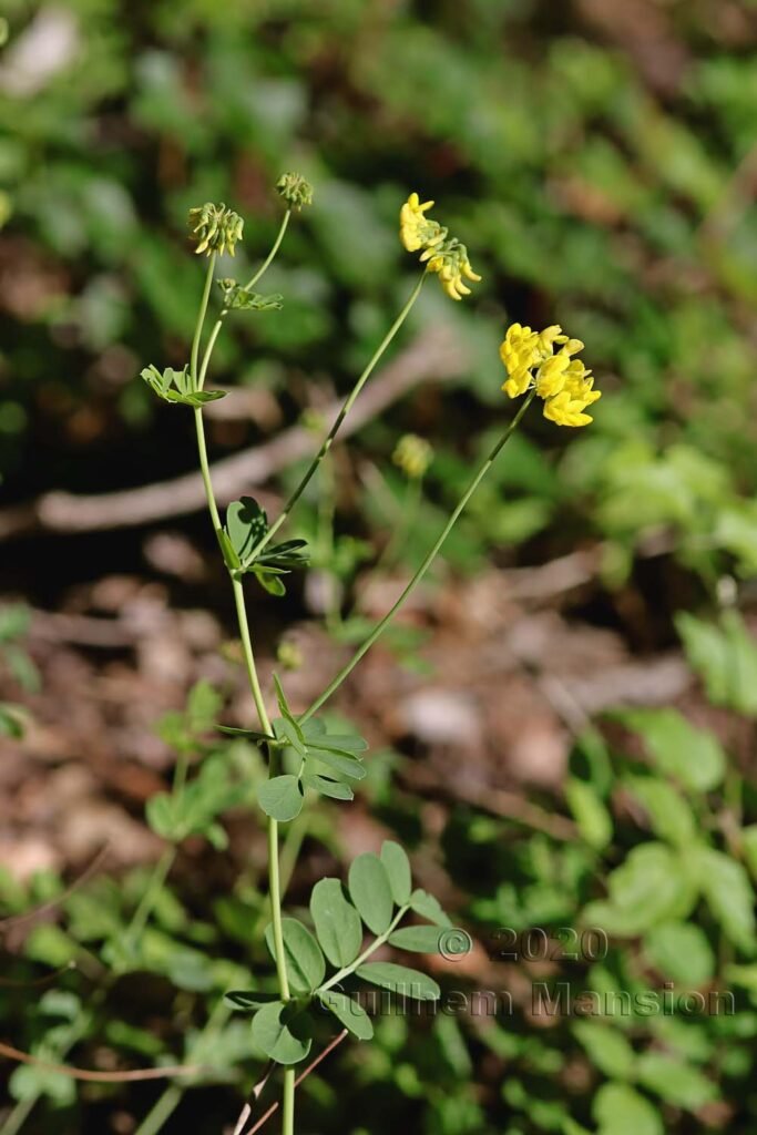 Coronilla coronata vers Oberembrach (Suisse, Zurich)