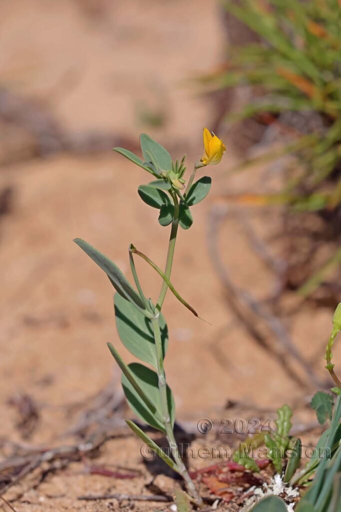 Coronilla rependa vers Sagres (Portugal, Vila do Bispo)