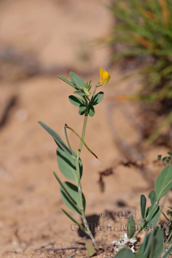 Coronilla rependa vers Sagres (Portugal, Vila do Bispo)