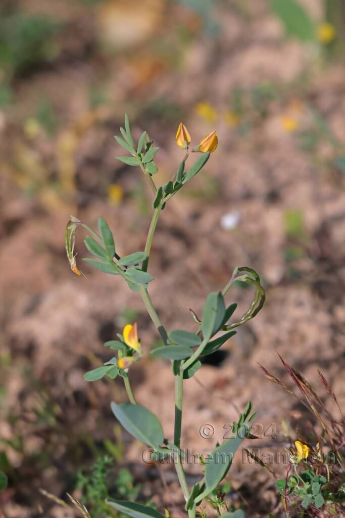 Coronilla rependa vers Raposeira (Portugal, Vila do Bispo)