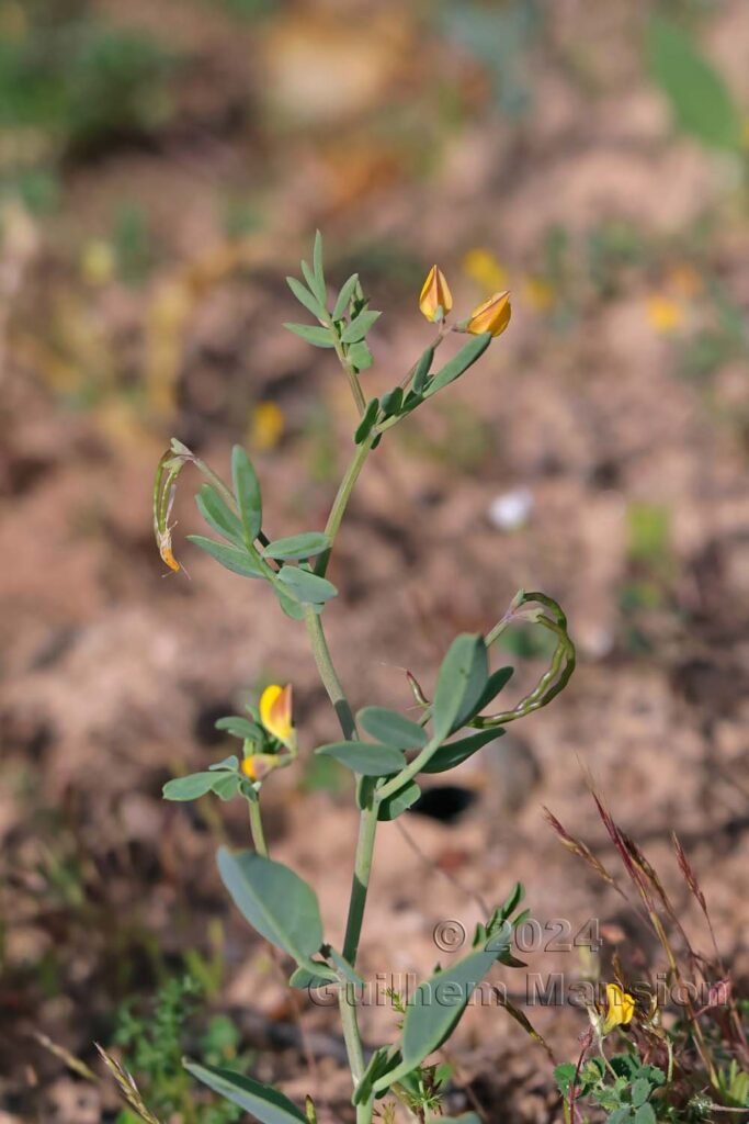Coronilla rependa vers Raposeira (Portugal, Vila do Bispo)