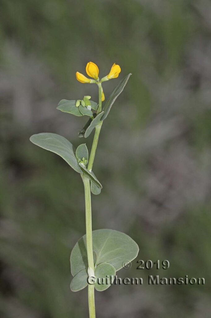 Coronilla scorpioides vers Poulx (France, Gard)