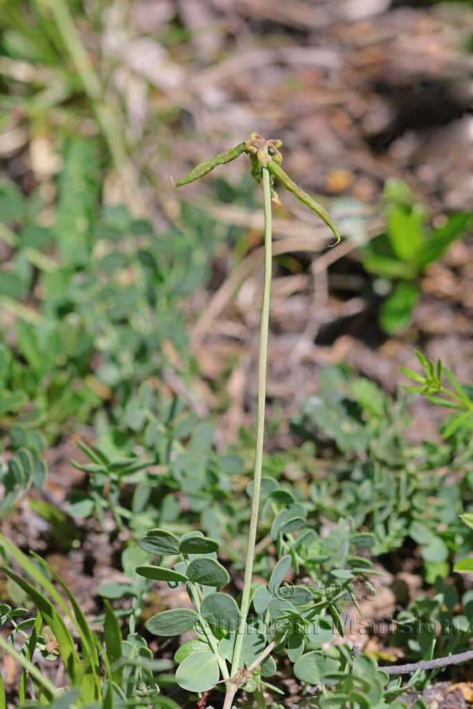Coronilla vaginalis à Derborence (Suisse, Valais)