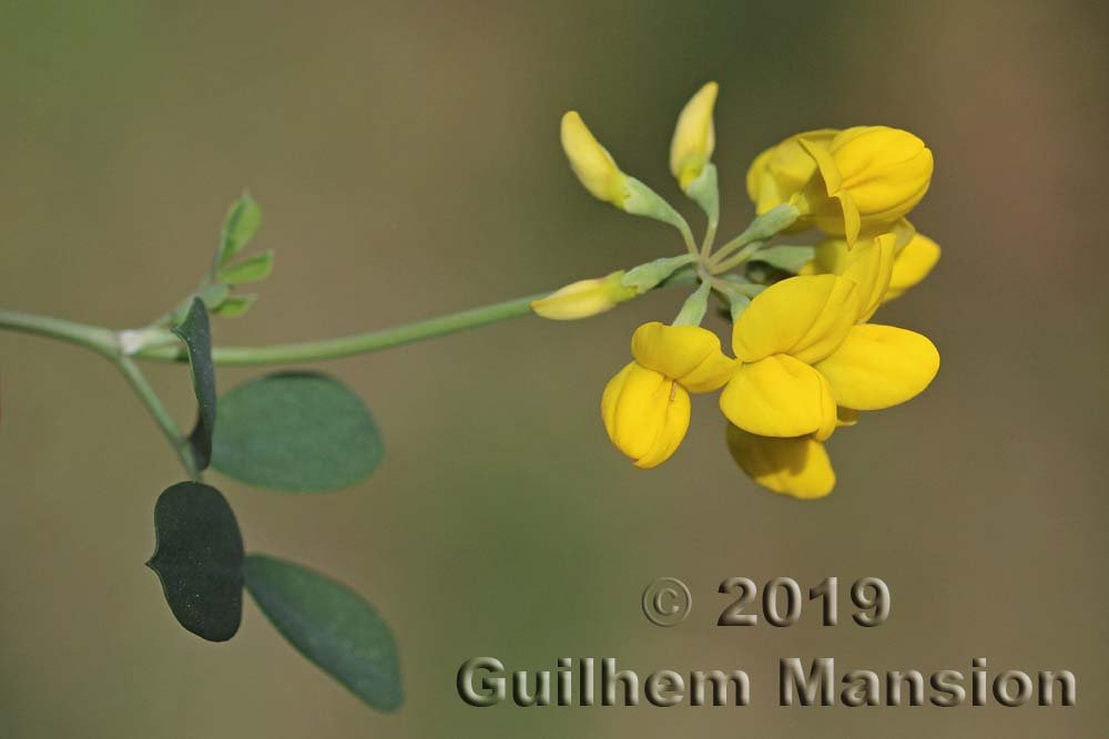 Coronilla valentina vers Poulx (France, Gard)