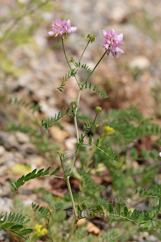 Coronilla varia aux Follatères (Suisse, Valais)