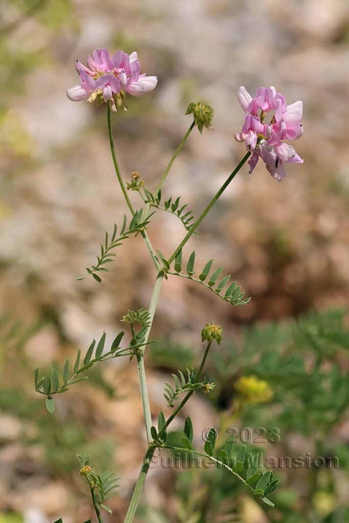 Coronilla varia aux Follatères (Suisse, Valais)