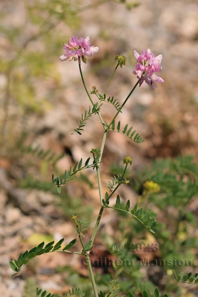 Coronilla varia aux Follatères (Suisse, Valais)