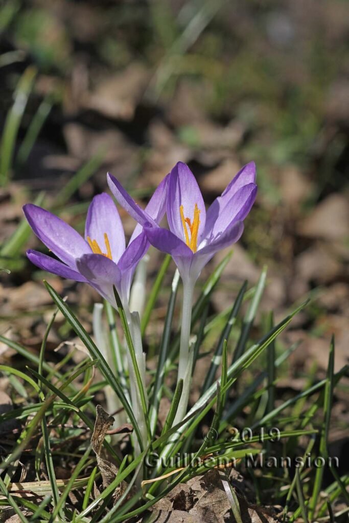 Crocus albiflorus vers Zurich-Seebach (Suisse)