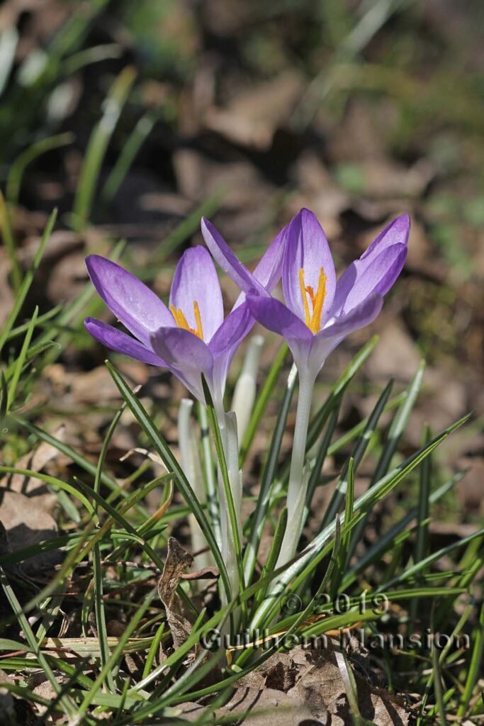 Crocus albiflorus vers Zurich-Seebach (Suisse)