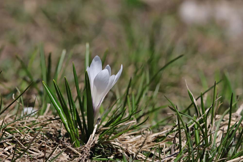 Crocus albiflorus au Flumserberg (Suisse, Saint-Gall)