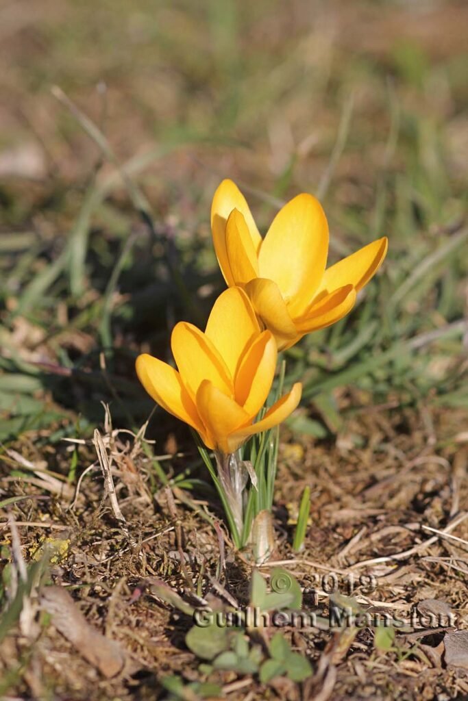 Crocus flavus vers Zurich-Seebach (Suisse)