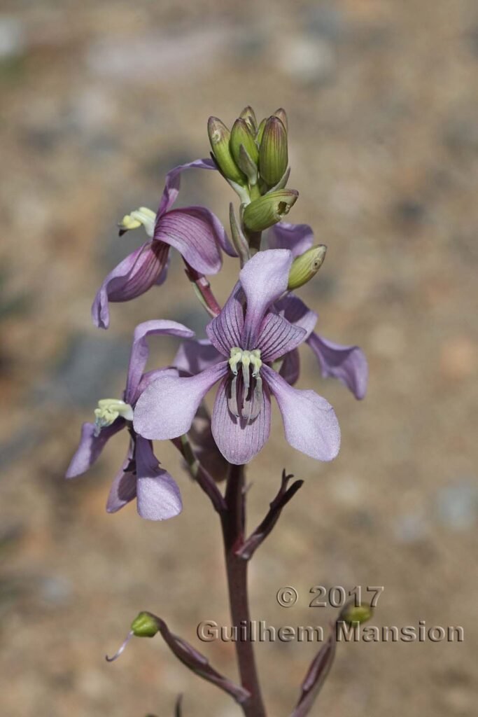 Cyanella orchidiformis dans la région de Springbok (Afrique du Sud)