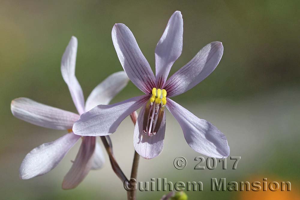 Cyanella orchidiformis dans les Cederberg (Afrique du Sud)