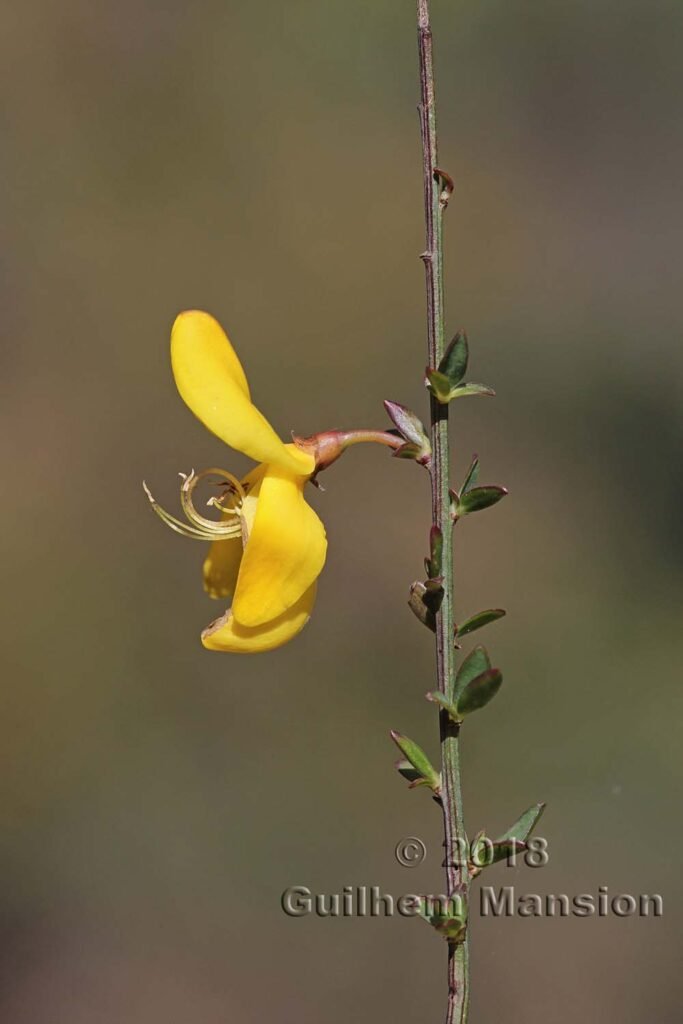 Cytisus scoparius dans la région de Coto Donana (Espagne, Andalousie)