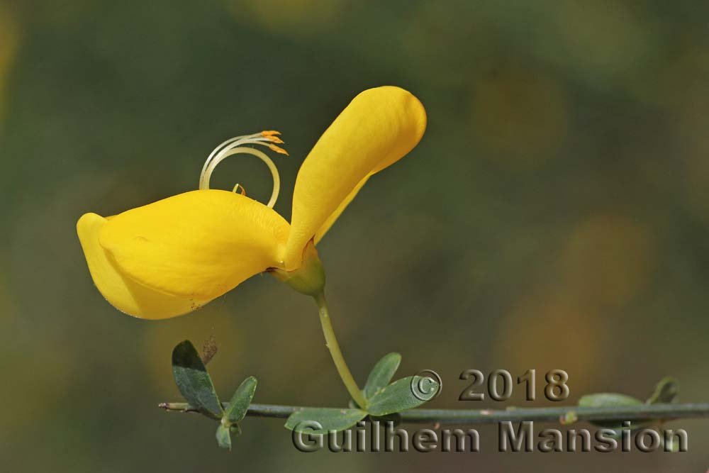 Cytisus scoparius dans la région de Coto Donana (Espagne, Andalousie)