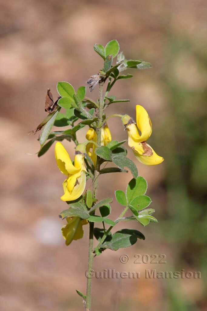 Cytisus villosus à Tre Padule (France, Corse-du-Sud)