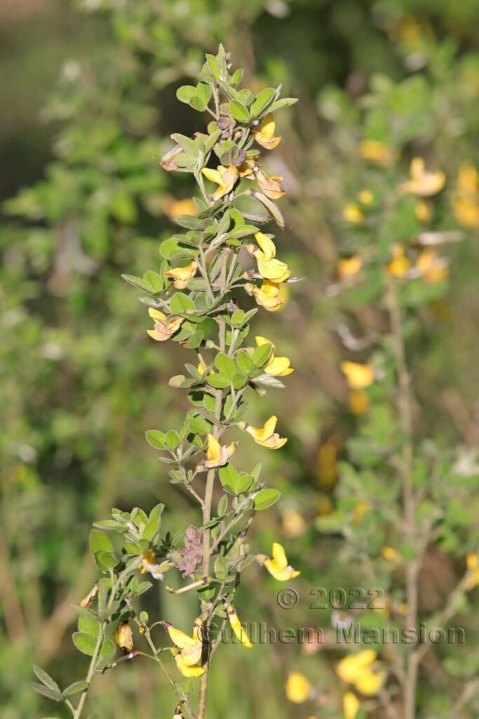 Cytisus villosus à Tre Padule (France, Corse-du-Sud)