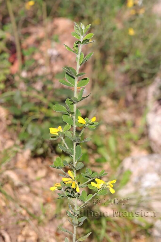 Cytisus villosus à Tre Padule (France, Corse-du-Sud)