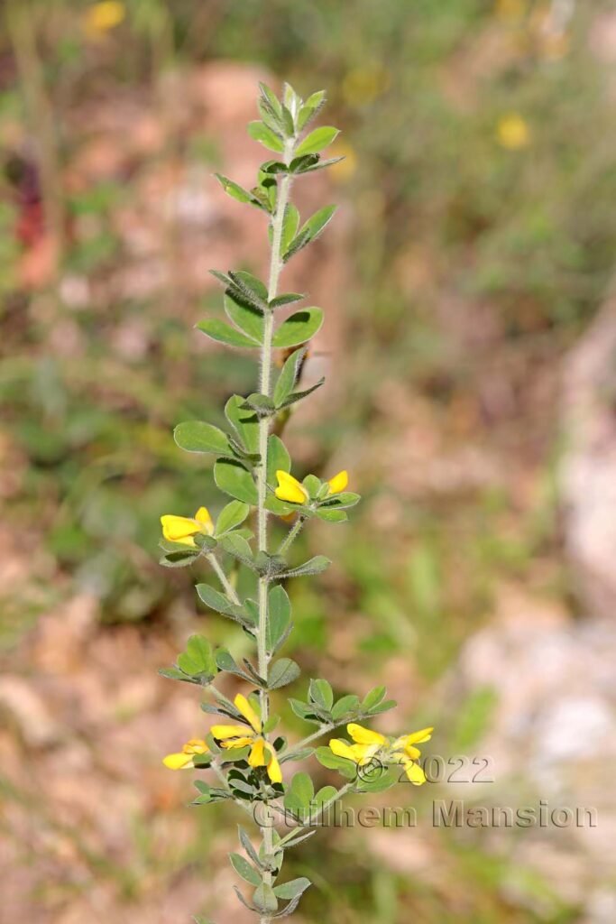 Cytisus villosus à Tre Padule (France, Corse-du-Sud)