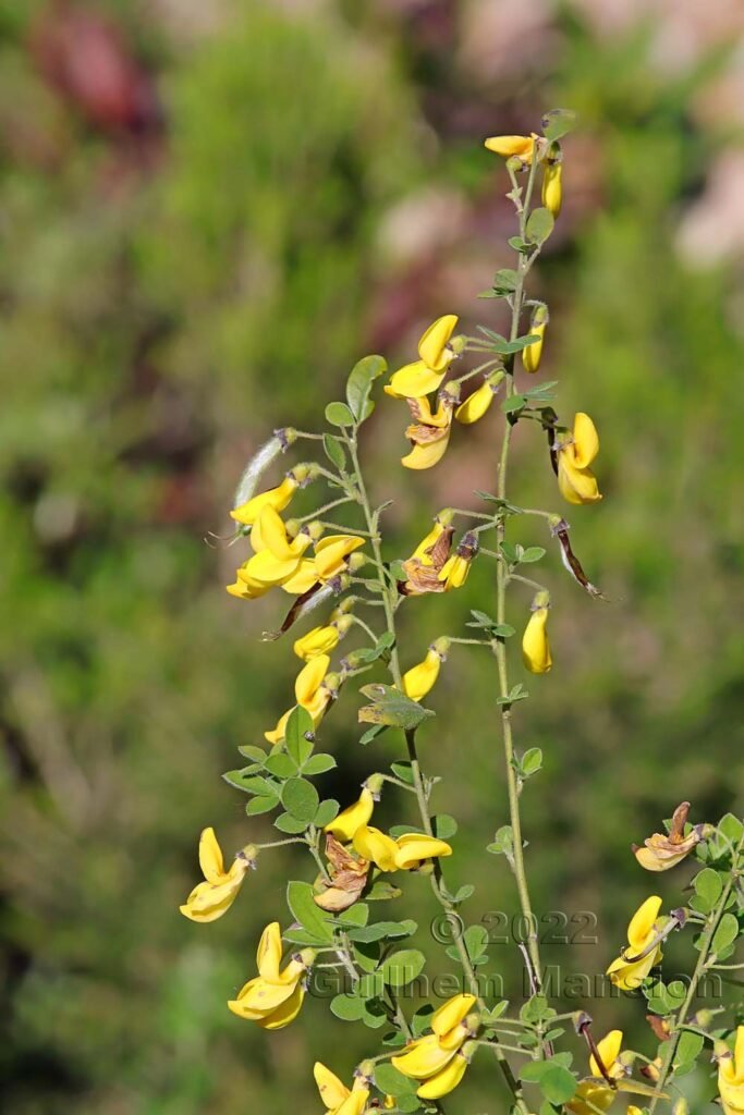 Cytisus villosus à Tre Padule (France, Corse-du-Sud)