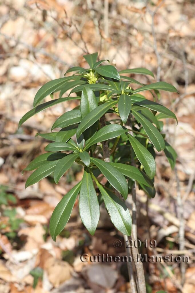 Daphne laureola vers Remigen (Suisse, Argovie)