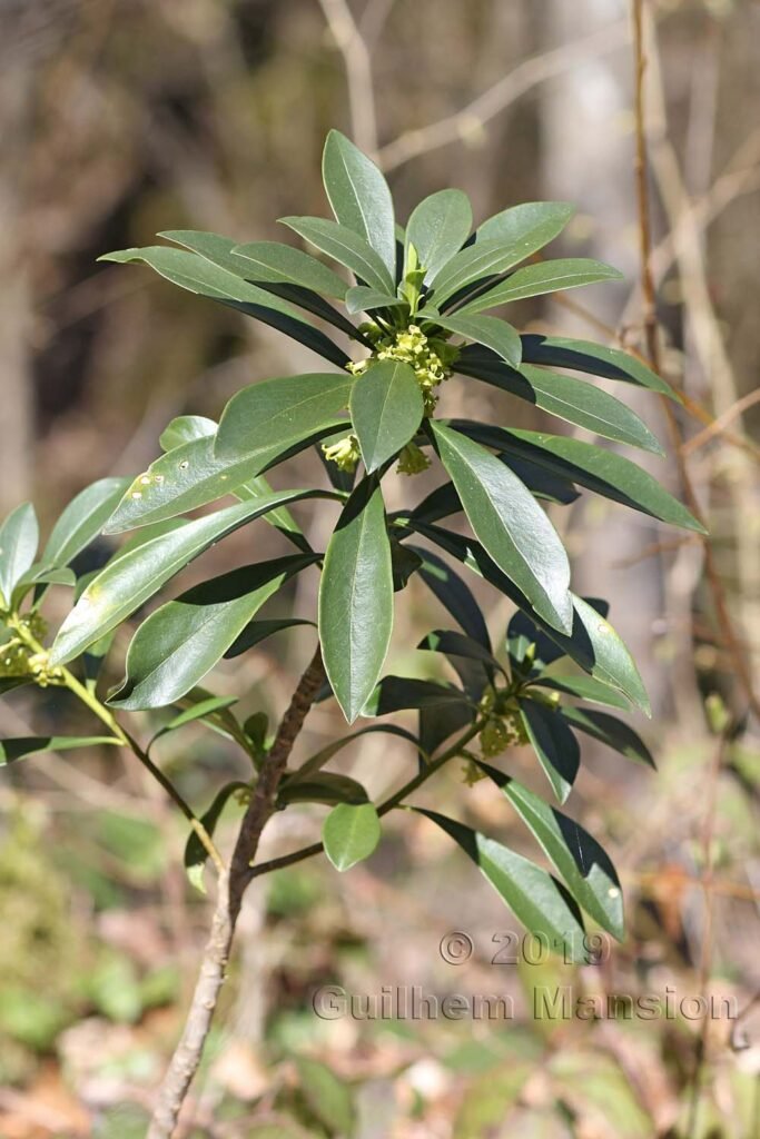 Daphne laureola vers Herznach (Suisse, Argovie)
