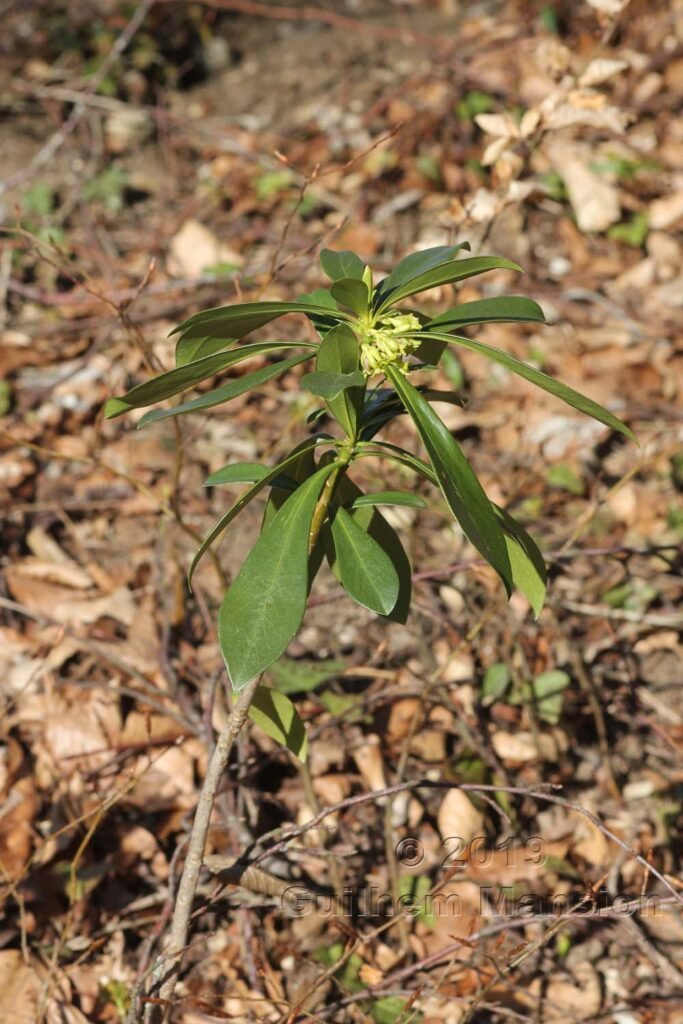 Daphne laureola vers Herznach (Suisse, Argovie)
