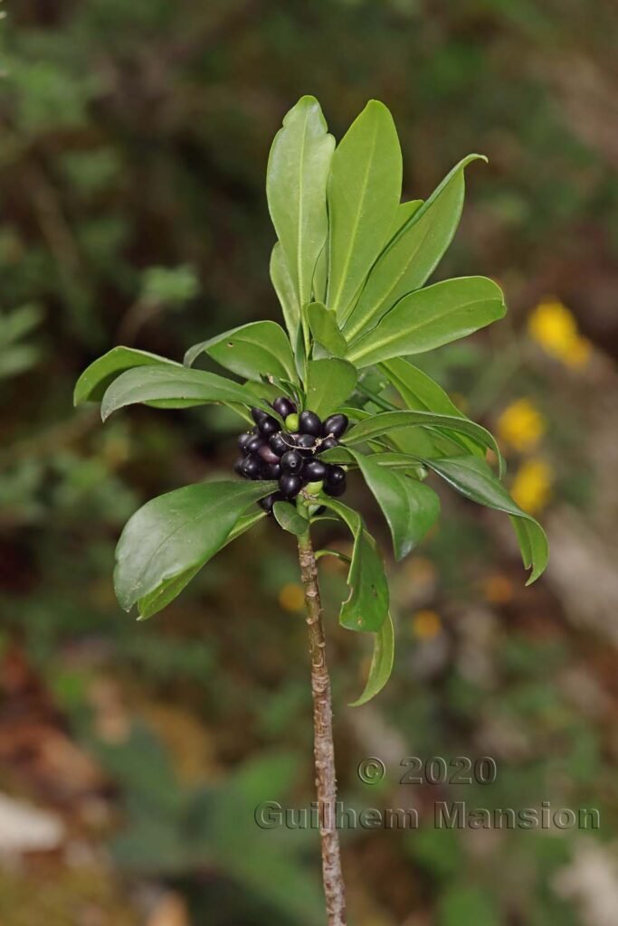 Daphne laureola sur les Laegern (Suisse, Zurich)