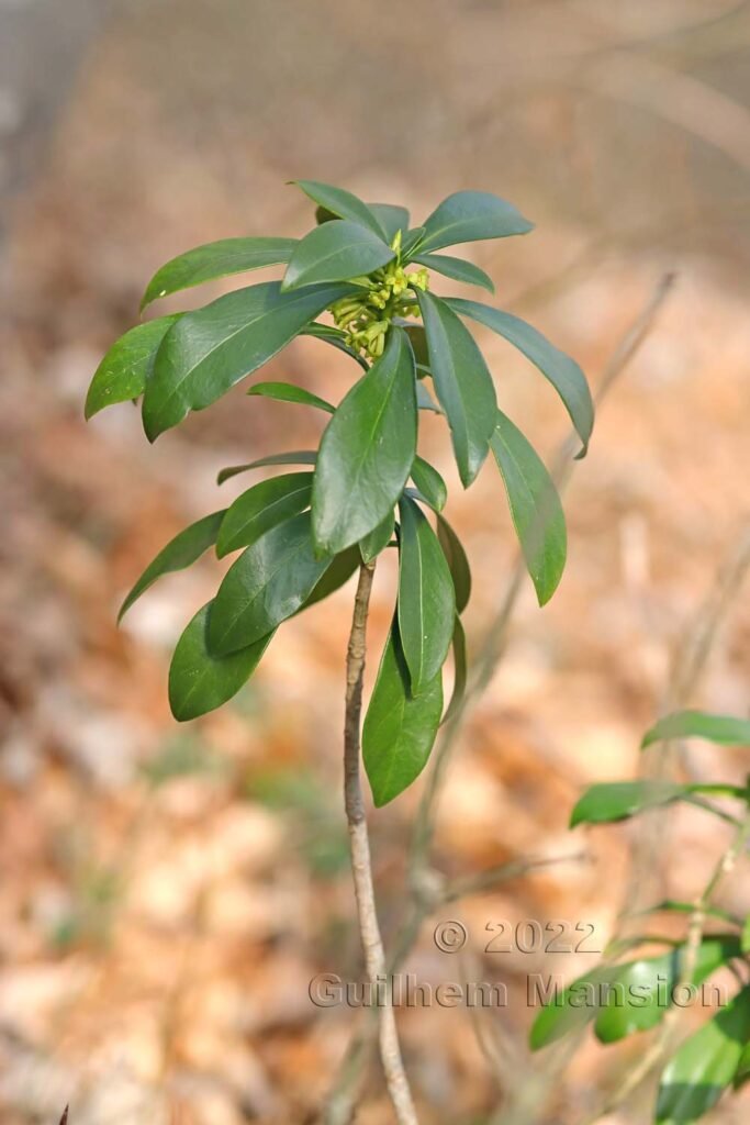Daphne laureola vers Herznach (Suisse, Argovie)