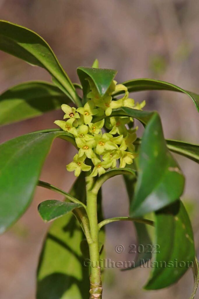 Daphne laureola vers Olten (Suisse, Soleure)