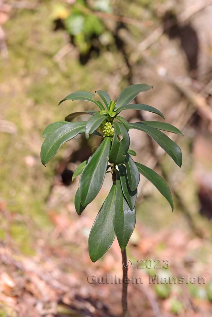 Daphne laureola sur le massif du Born près d'Olten (Suisse, Soleure)