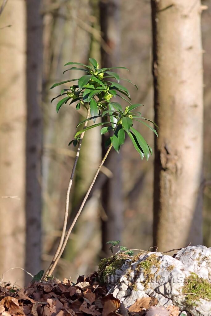 Daphne laureola sur le massif du Born près d'Olten (Suisse, Soleure)