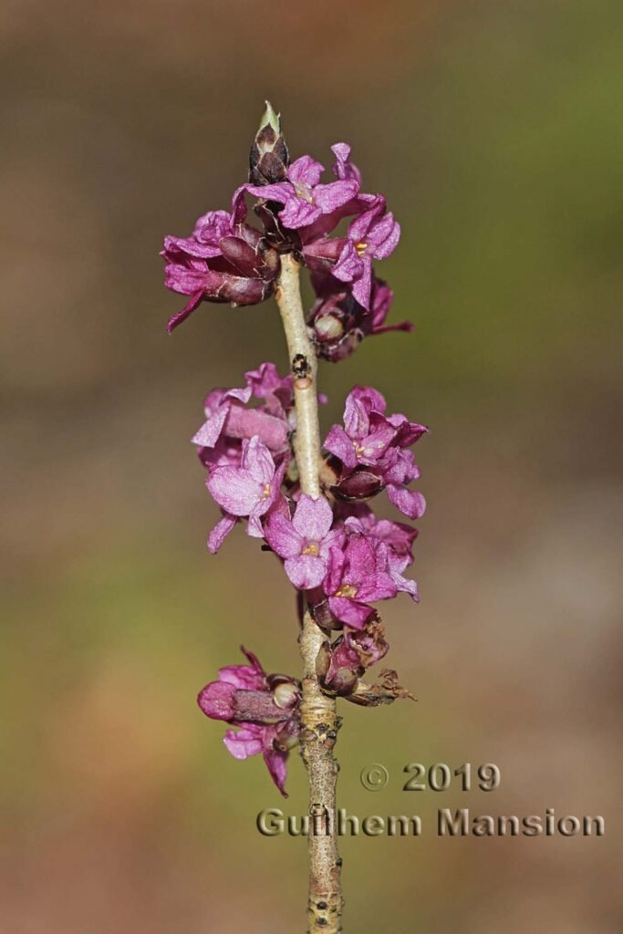 Daphne mezereum vers Remigen (Suisse, Argovie)