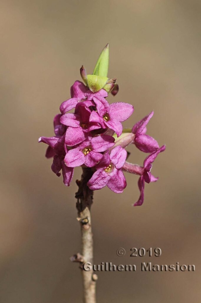 Daphne mezereum vers Remigen (Suisse, Argovie)