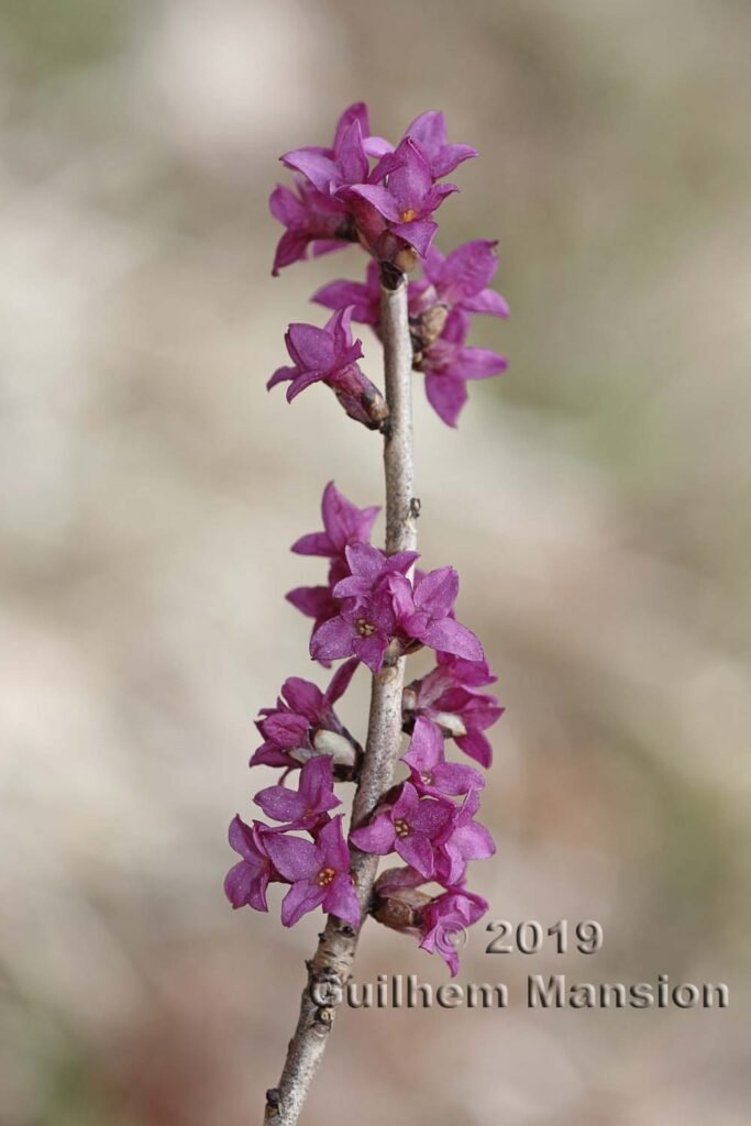 Daphne mezereum vers Remigen (Suisse, Argovie)