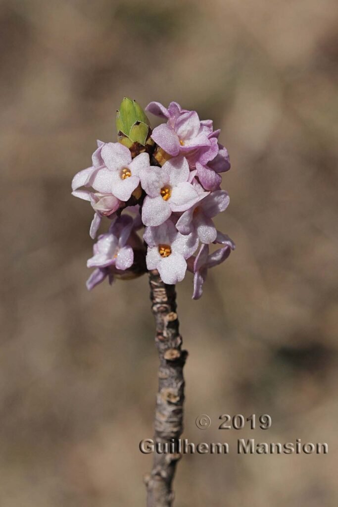 Daphne mezereum vers Kandersteg (Suisse, Berne)