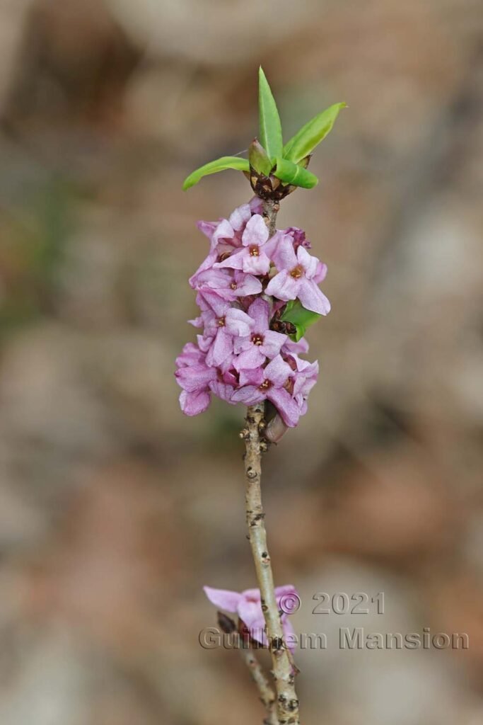 Daphne mezereum vers Baden (Suisse, Argovie)