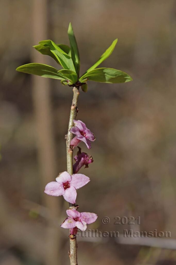 Daphne mezereum vers Otelfingen (Suisse, Zurich)