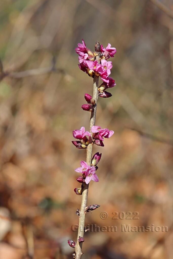 Daphne mezereum vers Aarburg (Suisse, Argovie)
